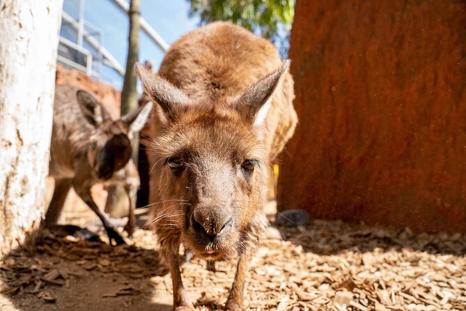 WILD LIFE Sydney Entrance Ticket - Overview and Experience