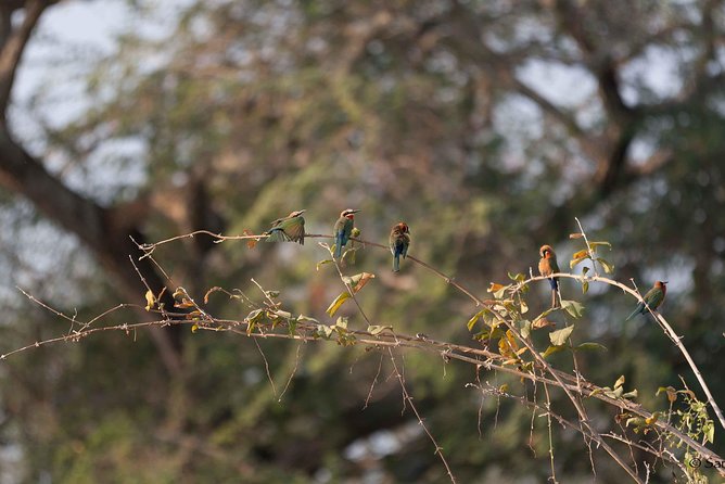 Zambezi National Park Game Drive AM /PM