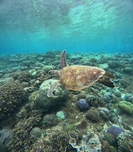 Snorkeling Nusapenida - Best Part Swim With the Mantarays🤙 - Frequently Asked Questions
