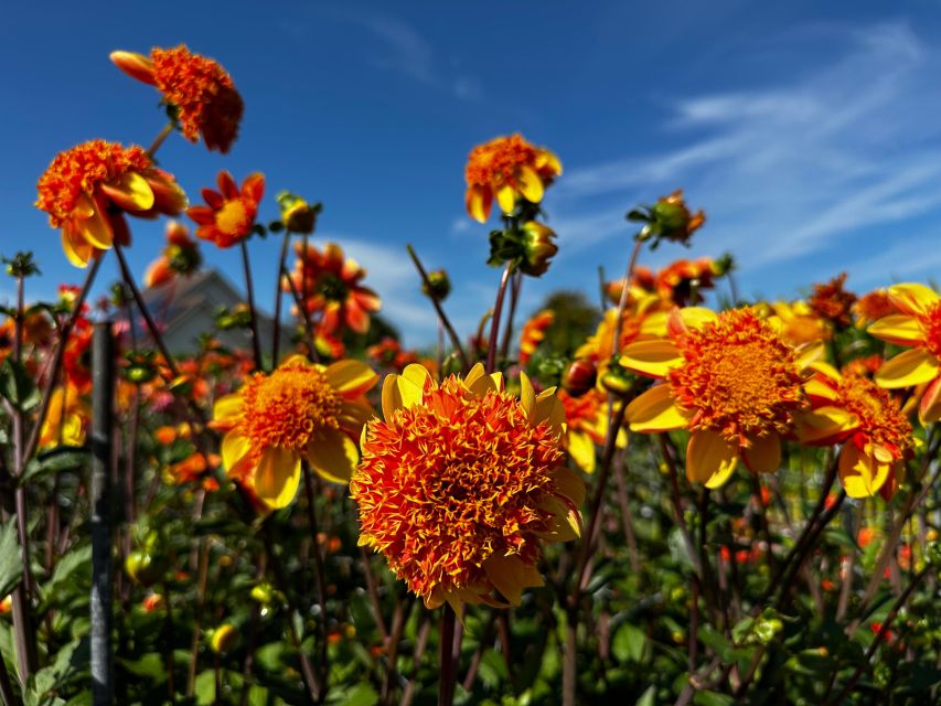 Bulb Region: Dahlias Bicycle Tour