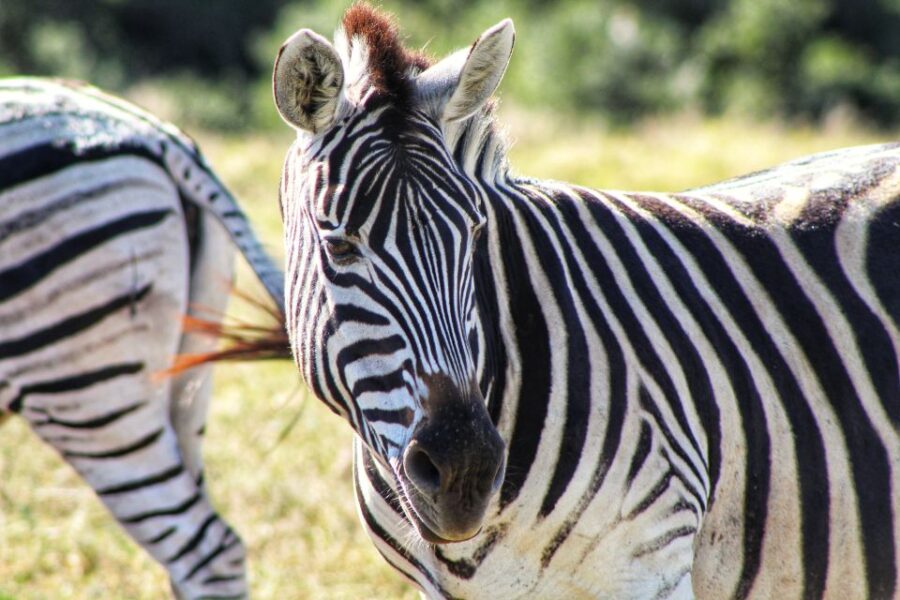 From Port Elizabeth: 5-Day Garden Route Tour to Cape Town