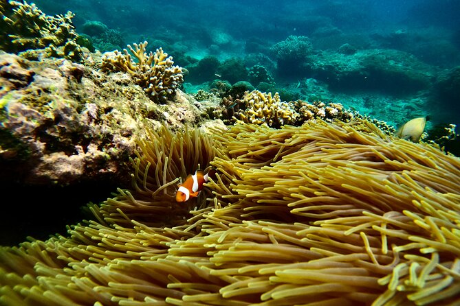 All Inclusive Snorkeling at Blue Lagoon With Lunch