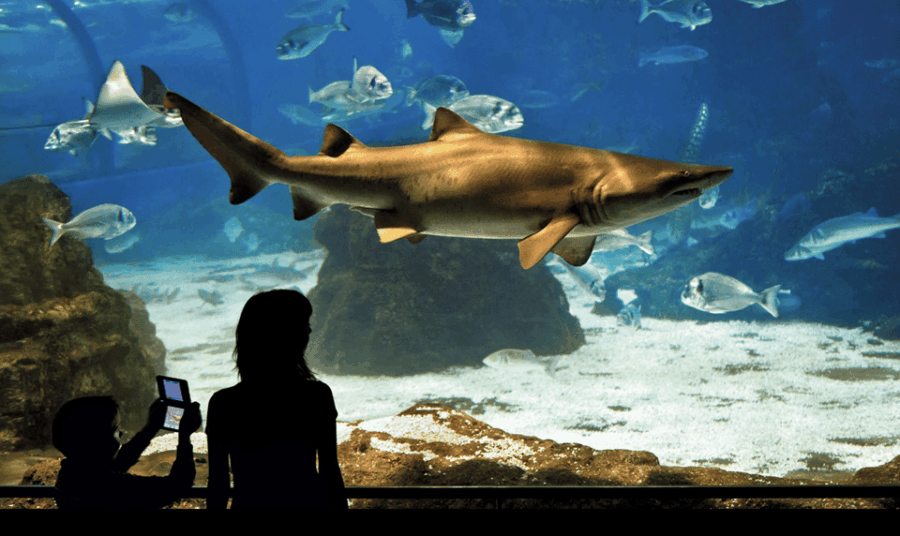 Barcelona Aquarium: Guided Tour With Exclusive Early Access - Tour Overview and Duration