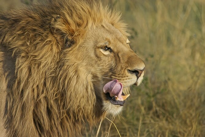 Best 7 Day 6-Night Tanzania Big Five Midrange Private Safari - Key Points