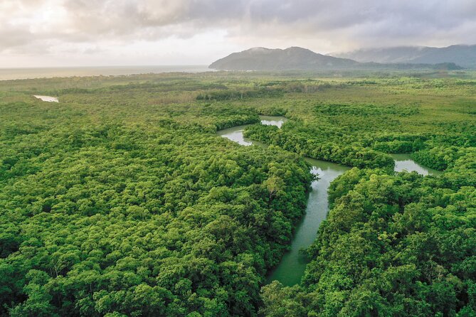 Best of the Daintree Morning Hike Tour ~ Where the Rainforest Meets the Reef