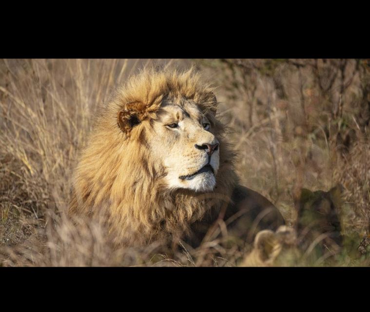 Bothongo Rhino and Lion Nature Reserve Self Drive - Key Points