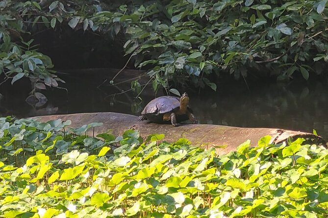 20 Best Canoe And Kayak Experiences In Tortuguero