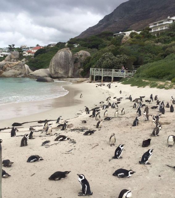 Cape Town: Relaxing Day Tour Around Cape Peninsula - Tour Details