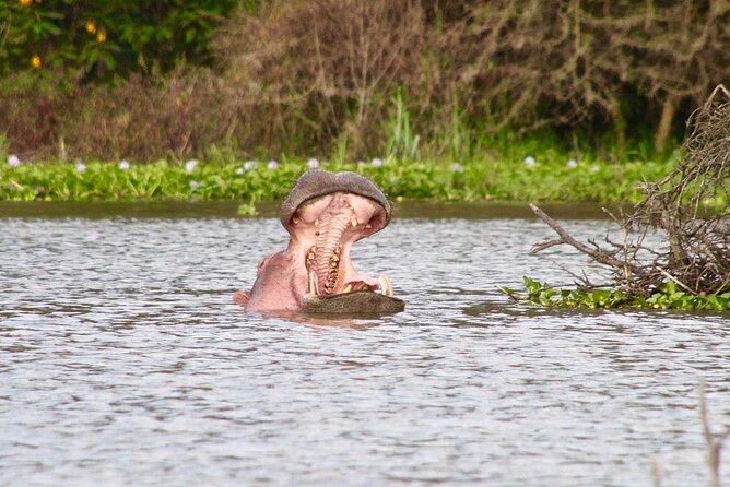 Day Tour to Crescent Island in Naivasha
