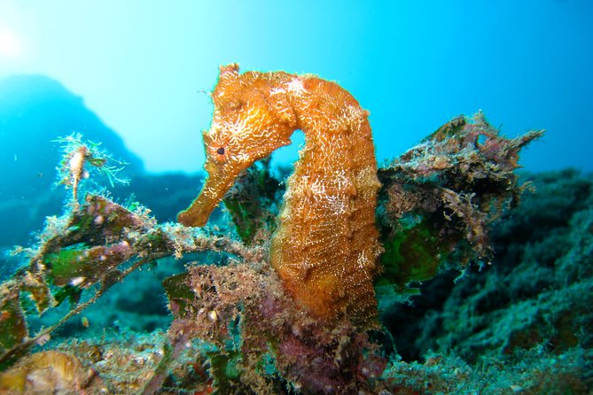Discover Scuba (First Time Divers) – San Jose Del Cabo