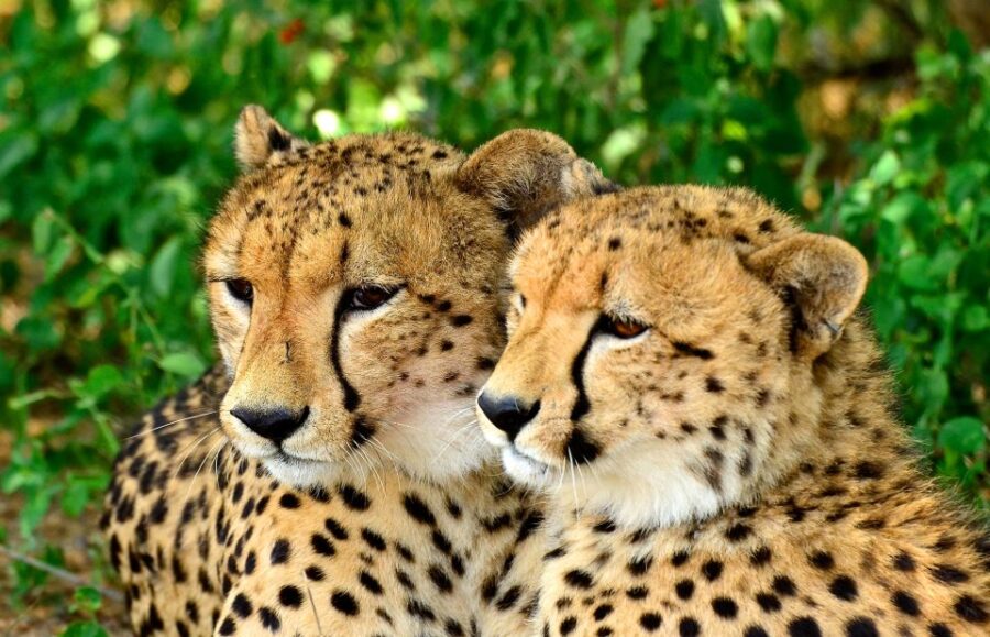 Emdoneni Wildcat Project Day Tour From Richards Bay