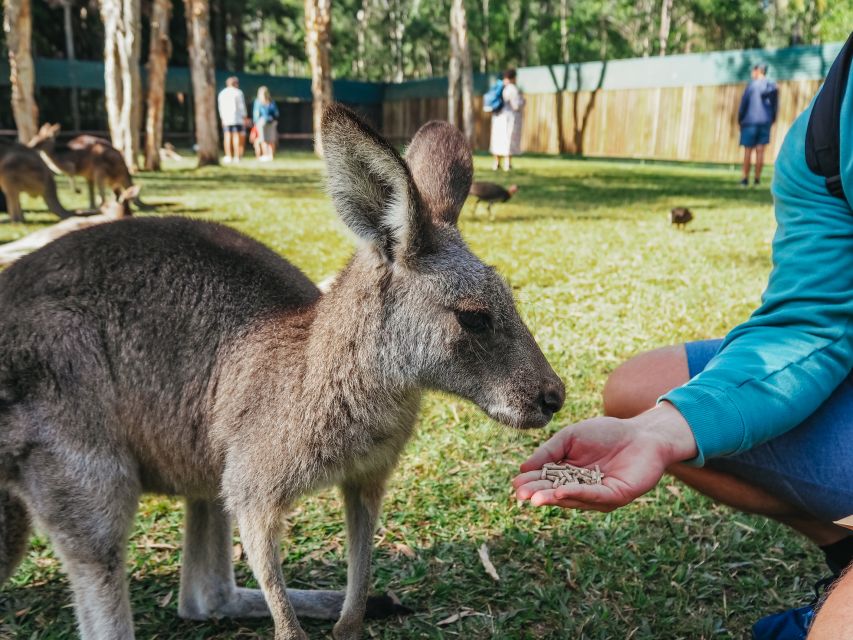 From Brisbane: Australia Zoo Transfer and Entry Ticket - Key Points