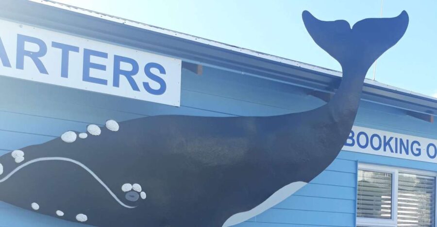 From Cape Town: Hermanus Whale Watching Tour With Transfer