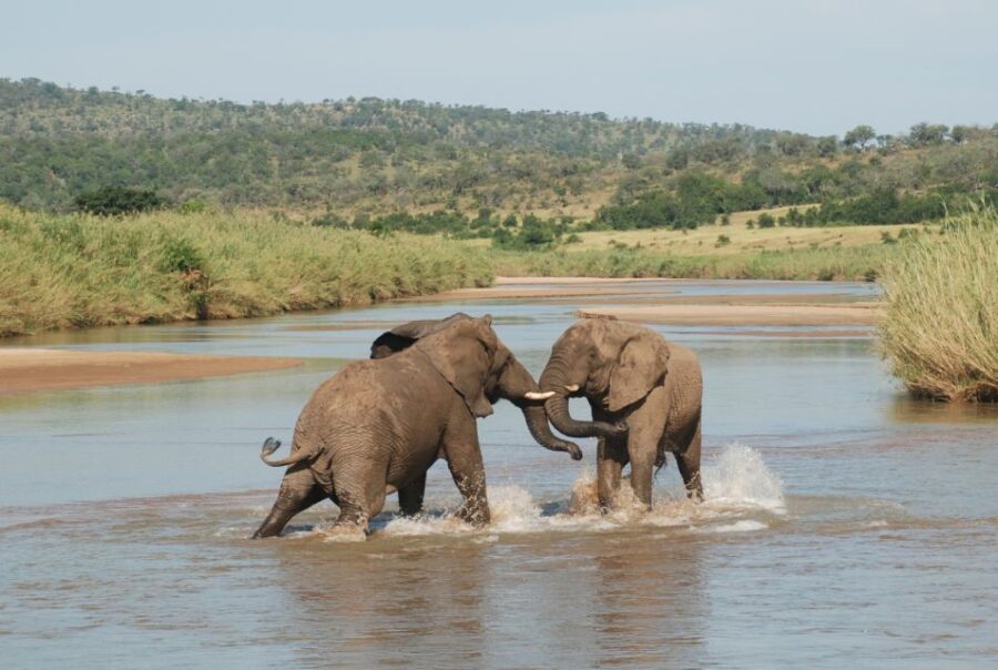 From Durban: Full-Day Hluhluwe-Umfolozi Park Tour