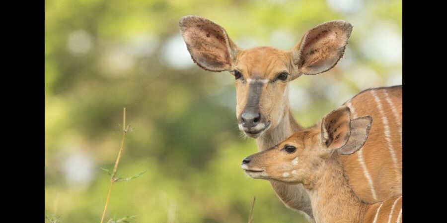 From Durban: Hluhluwe-Imfolozi Overnight Safari With Transfer - Highlights of the Safari