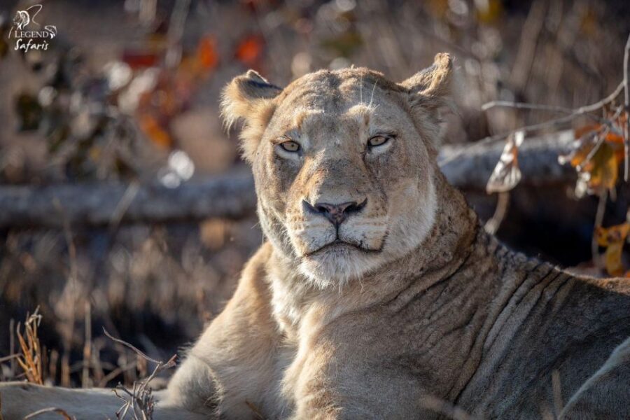 From Hazyview: Kruger National Park Full-Day Safari