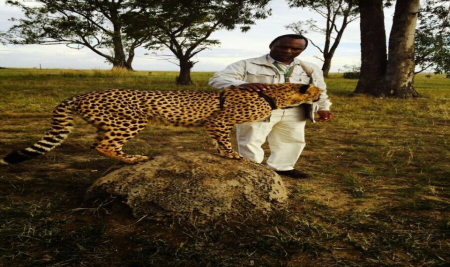 From Johannesburg: A.V.D Cheetah Centre Half Day Tour