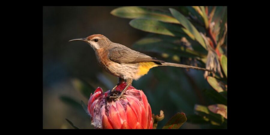 From Underberg: Specialist Sani Pass Guided Birding Tour