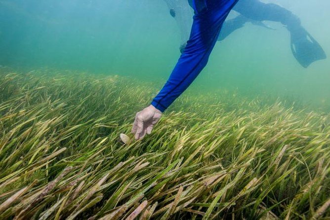 Half-Day Semi Private Scallop Tour - Key Points