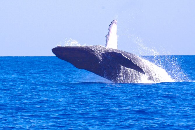 Kauais Ultimate WEST SIDE Whale & Dolphin Zodiac Boat Adventure