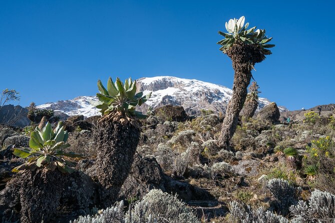 Kilimanjaro Airport Private Transfer From/To Moshi