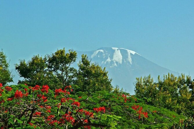 Mountain Kilimanjaro Climbing 8 Days Lemosho Route