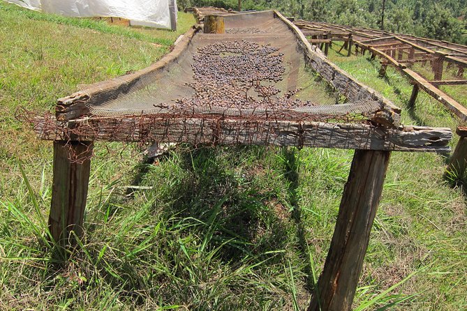 Nairobi Coffee Farm and Factory Tour