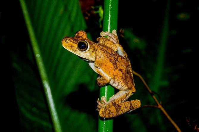 Night Jungle Tour With Dinner (Rainmaker Park)