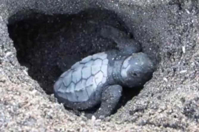 Night Turtle Nesting Tour From Tamarindo - Tour Details and Experience