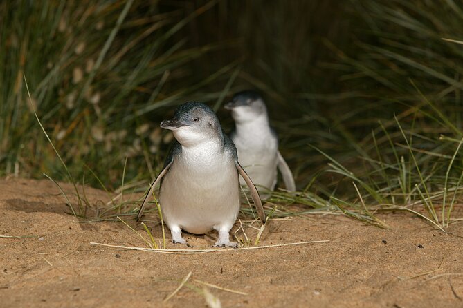 Penguin Parade and the Nobbies Centre 1-Day Tour