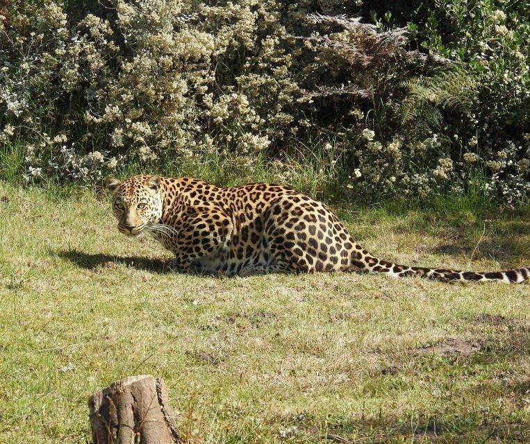 2 Best Full-Day Tours In Plettenberg Bay