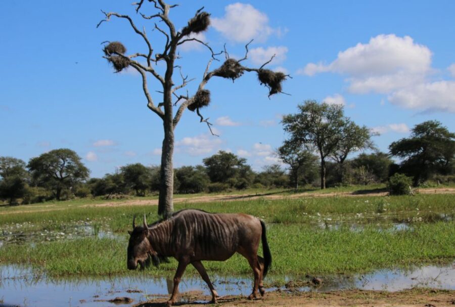 Private Kruger National Park Tour