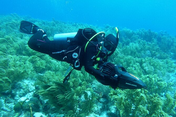 5 Best Scuba Diving Experiences In Aruba