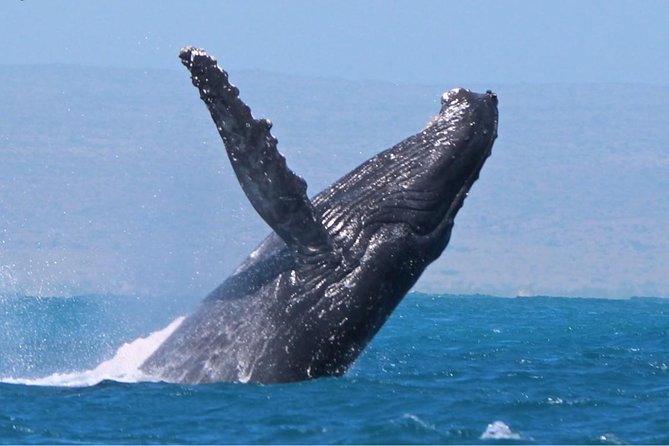 2 Best Cruises And Boat Tours In Exmouth