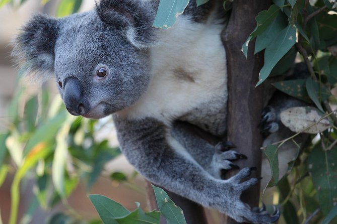 Sydney Attractions Pass: SEA LIFE Aquarium, Sydney Tower Eye, WILD LIFE Zoo and Madame Tussauds