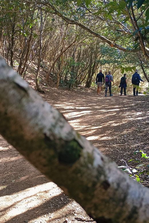 Tenerife: Anaga Hiking, Magical Forest