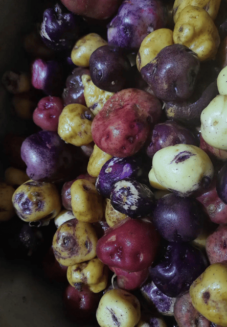 Tenerife: Canary History and Colored Potatoes