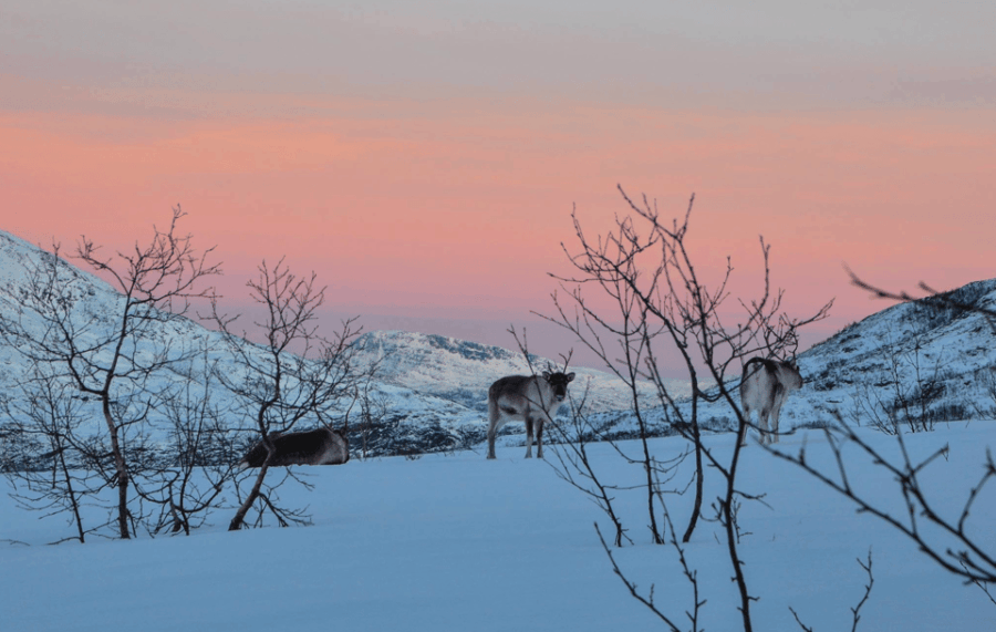 Tromso Instagram Fjord Tour: The Most Breathtaking Fjords