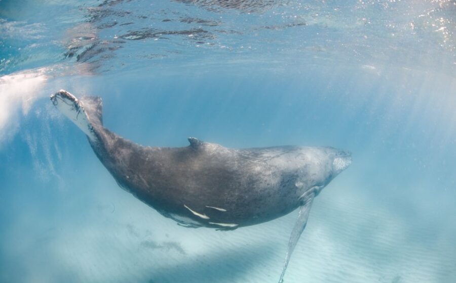 Western Australia: Swim With Humpback Whales - Activity Overview