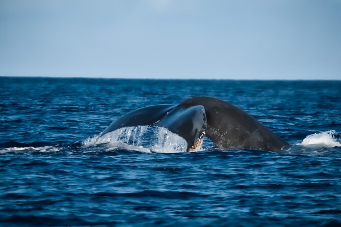Whale Watching in Kona
