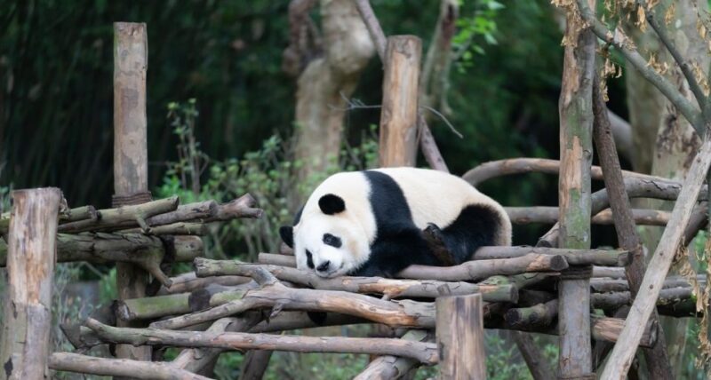 1-Day Tour：Discovering Pandas & the Majestic Giant Buddha - Key Points