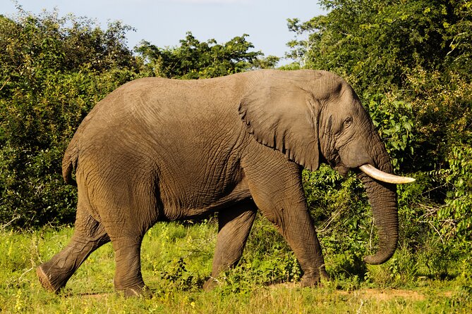 1 Day Akagera National Park Safari - Tour Overview