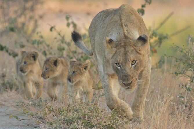 1 Day Photographic Wildlife Safari From Hazyview to Kruger Park