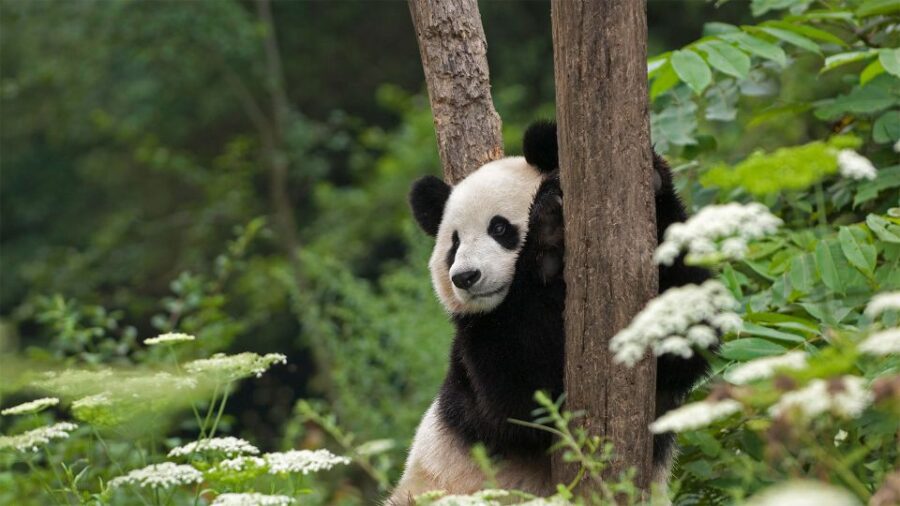 1-day Tour of Chengdu Panda and Sanxingdui Museum