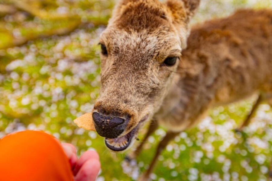 1-Day Walking Tour in Nara: Palace, Deer and Inkstick - Tour Overview