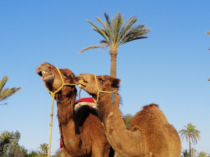1 Hour Camel Riding in the Palm Grove - Activity Overview