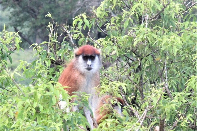 13 Days Private Tour to Discover Ugandas Best Safari - Tour Overview