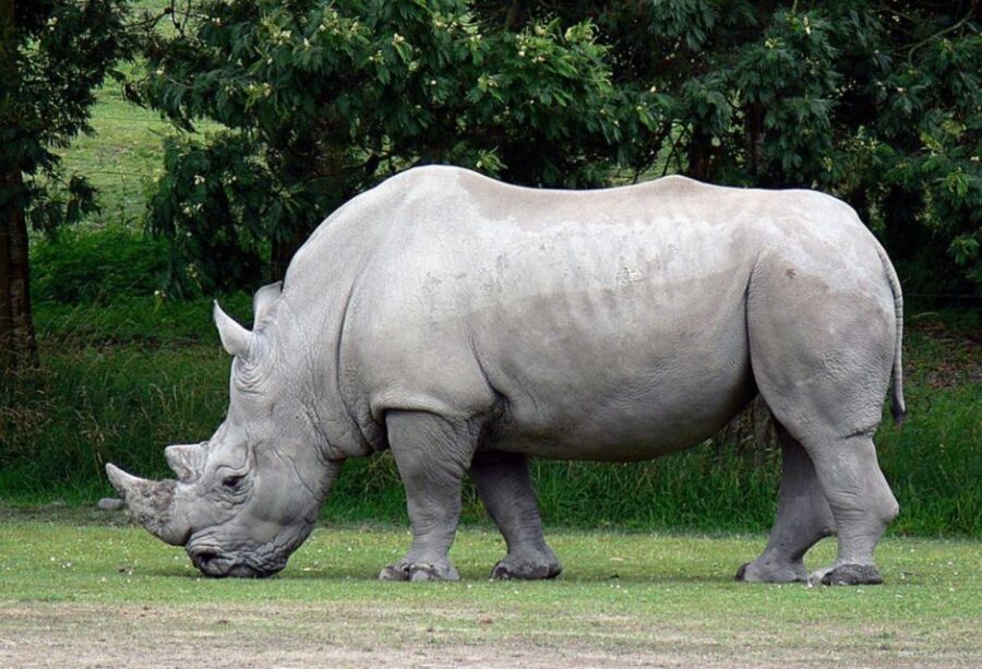 2 Day Hluhluwe Imfolo & Isimangaliso W/Park Tour From Durban