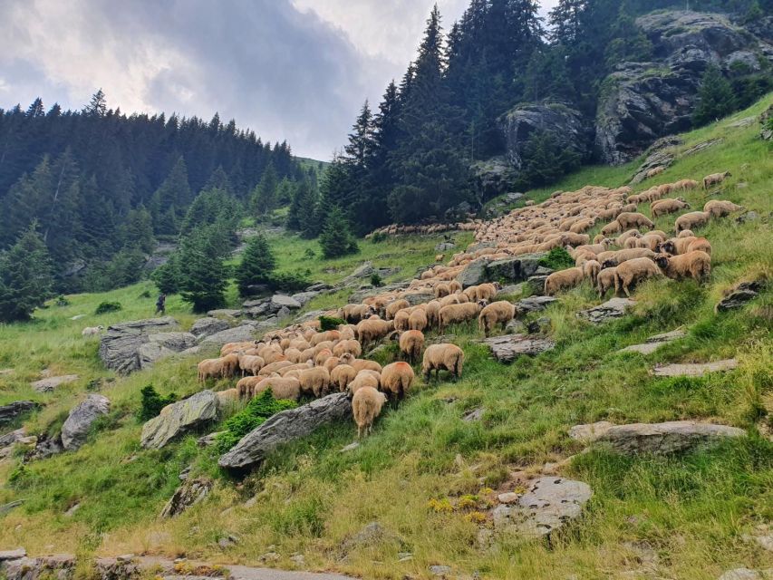 2 Day Private Tour From Bucharest in Transylvania