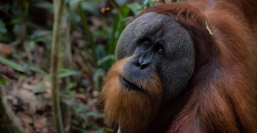 3 Best 2 Day Tours In Bukit Lawang